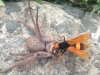 spider-wasp_0
