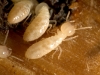 termite-1