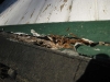 termite-prevention-1
