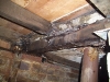 termites